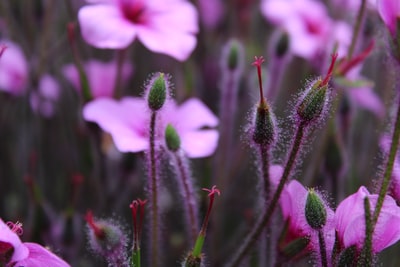 粉红色花瓣花朵的特写照片